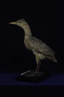 藏品(夜鷺)的圖片